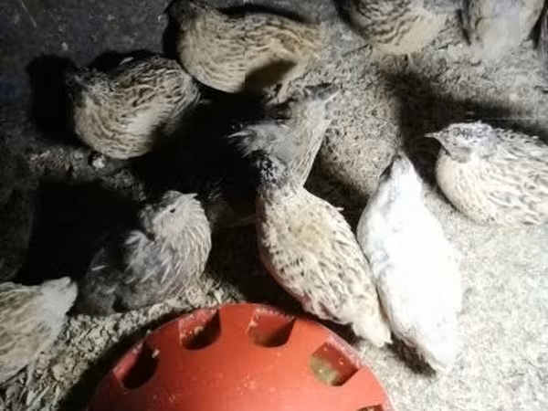 Quails