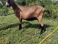 母山羊, Alpine goat — 照片 2