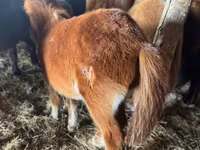 Pastuv, Mugalzhar horse — fotografija 3