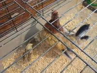 Chickens — Foto 1