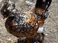 Chickens — fotografija 8