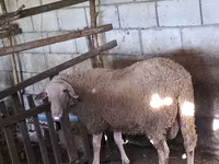 Ovan, Baerchuke sheep — fotografija 1