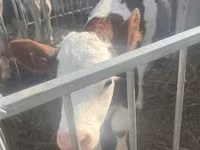 Bik, Simmental cattle — fotografija 1