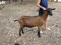 عنزة, Alpine goat — الصورة 1