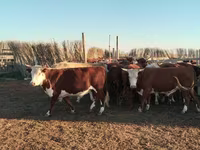 Bull, Simmental cattle — photo 1
