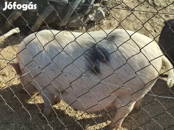 خنزيرة, Вьетнамская вислобрюхая
