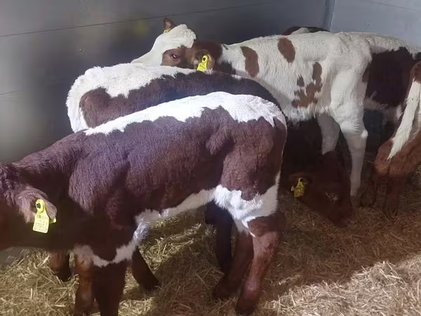 Бик, Simmental cattle