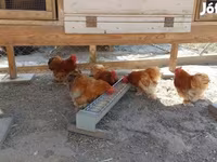 بيكين بانتام — الصورة 2