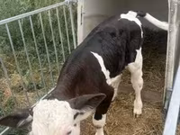 Bik, Simmental cattle — fotografija 4