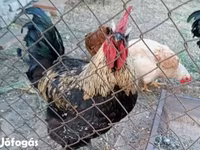 Ajam cemani — fotografija 6