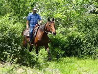 Pastuv, Standardbred — fotografija 8