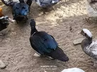 Ducks — Foto 2