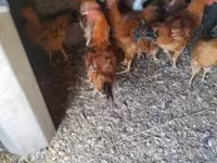 Chickens — الصورة 2