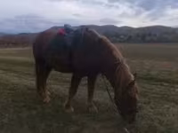 Horse (M), Horses — photo 5