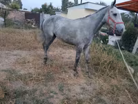 Cheval, Thoroughbred horse — photo 5