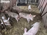 猪（批次，未指定性别）, Pigs — 照片 3