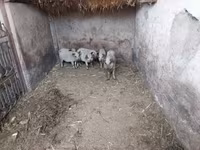 Porcs (lot, sexe non indiqué), Мангалица — photo 4