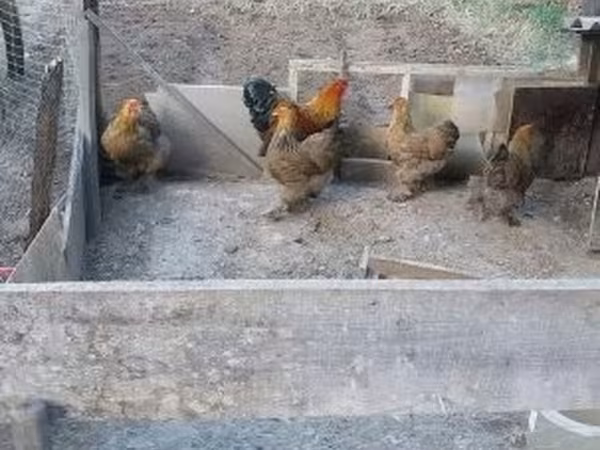 Brahma