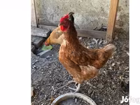Chickens — 照片 1