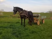 Caballo, Nonius horse — foto 2