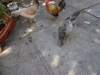 Japanisches Bantam — Foto 1