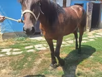 Égua, Cavalos — foto 3