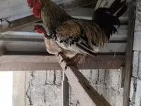Chickens — zdjęcie 1