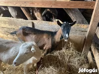 बकरी, Alpine goat — फ़ोटो 1