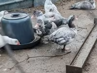 Ducks — Foto 1