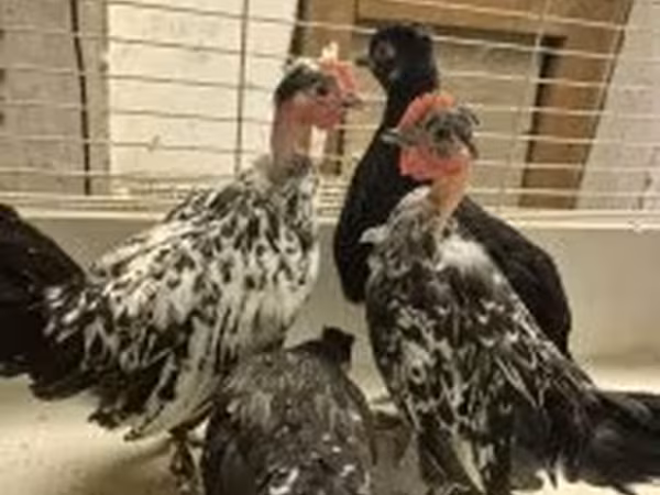 ياباني بانتام
