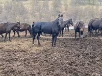 Pastuv, Karachay horse — fotografija 6