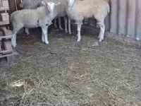 Baran, Owce — zdjęcie 1