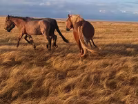 Koń, Altai horse — zdjęcie 3