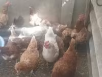 Chickens — फ़ोटो 1