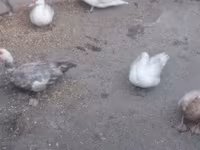 Ducks — zdjęcie 6
