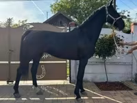 فرس, Dutch warmblood horse — الصورة 3