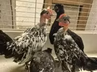 Japanisches Bantam — Foto 1