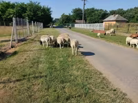 Baran, Dorper sheep — zdjęcie 8