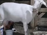 बकरी, Saanen goat — फ़ोटो 3