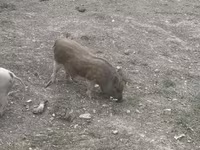 नर सूअर, सूअर — फ़ोटो 2