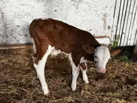 Бұқа, Simmental cattle — 3-сурет