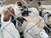 Qoyun, Tsigai sheep — foto 2