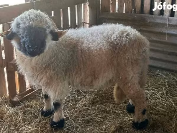 公羊, Valais Blacknose sheep
