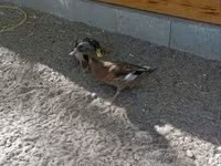 Ducks — Foto 4