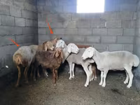 Qoyun, Katum sheep — foto 2