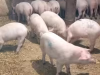 Schweine (Partie, Geschlecht nicht angegeben), Schweine — Foto 2
