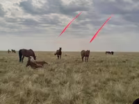 Madyan, Horse breed — foto 1