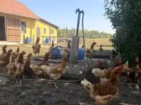 Chickens — fotografija 2