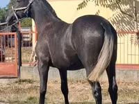 Hengst, Lipizzaner — Foto 4