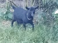 母山羊, Goats — 照片 1